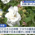 2023年 宮古島で１日のうちに色が変わる花「酔芙蓉」が咲く