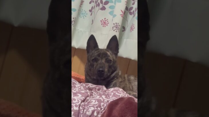 2023年 ずっとねるいぬ#琉球犬 #らん #いぬ#宮古島