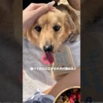 2023年 宮古島グルメvlog撮ってたら可愛い犬に遭遇しました🐶💛#宮古島 #沖縄 #沖縄旅行 #沖縄グルメ