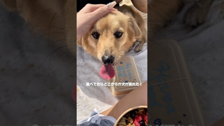 2023年 宮古島グルメvlog撮ってたら可愛い犬に遭遇しました🐶💛#宮古島 #沖縄 #沖縄旅行 #沖縄グルメ