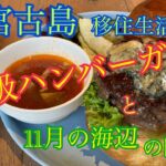 2023年 【vlog】宮古島移住生活🏝️高級バーガーと11月の海辺🌊私の日常。