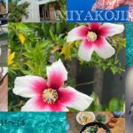 2023年 【宮古島vlog】毎年宮古島行く人の楽しみ方🌴2025.10.11~14